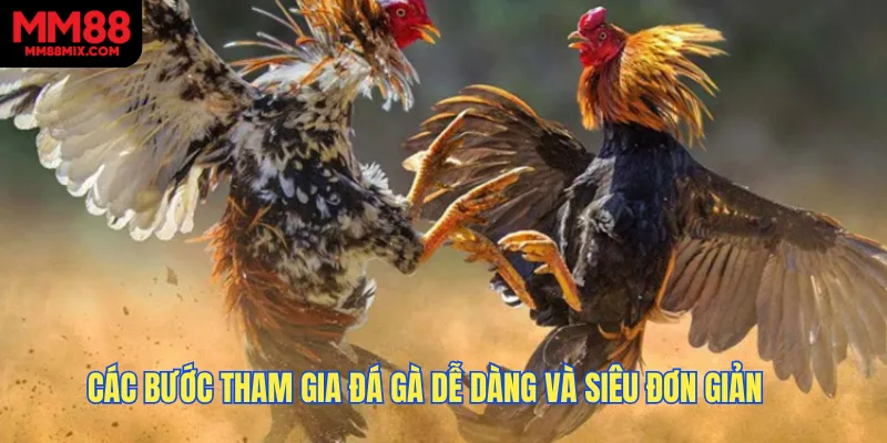 Các bước tham gia đá gà dễ dàng và siêu đơn giản