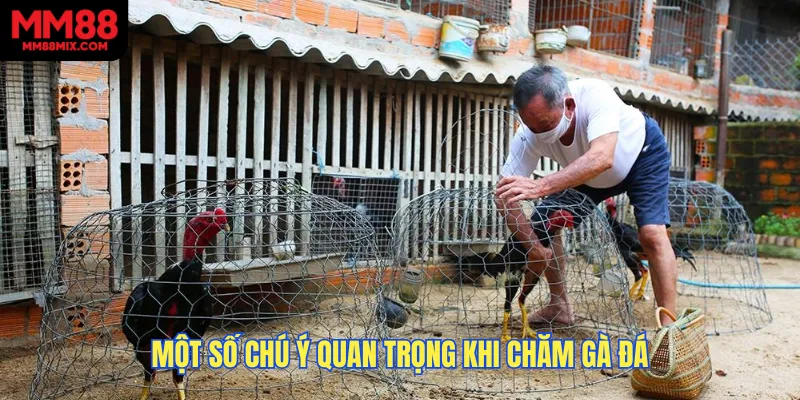 Một số chú ý quan trọng khi chăm gà đá