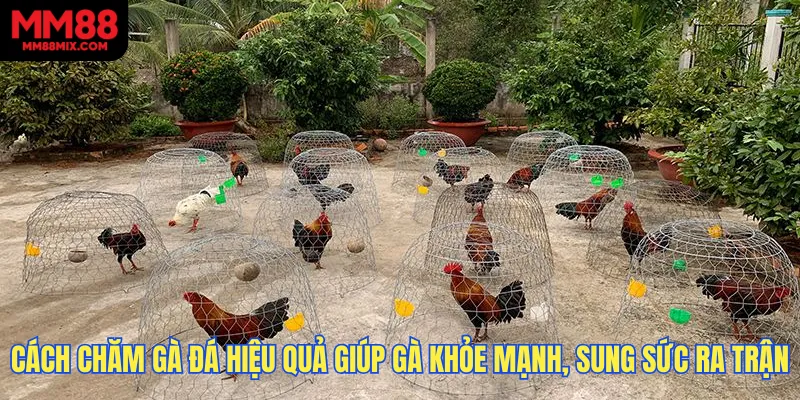 Cách Chăm Gà Đá Hiệu Quả Giúp Gà Khỏe Mạnh, Sung Sức Ra Trận