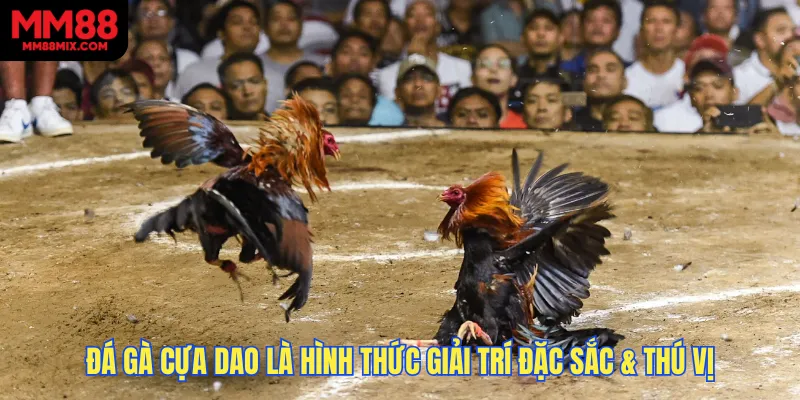 Đá gà cựa dao là hình thức giải trí vô cùng đặc sắc & thú vị