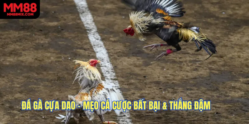 Đá Gà Cựa Dao Tin Tức Mới Nhất & Mẹo Cá Cược Bất Bại & Thắng Đậm