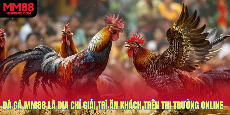 Đá gà MM88 là địa chỉ giải trí ăn khách hàng đầu trên thị trường online