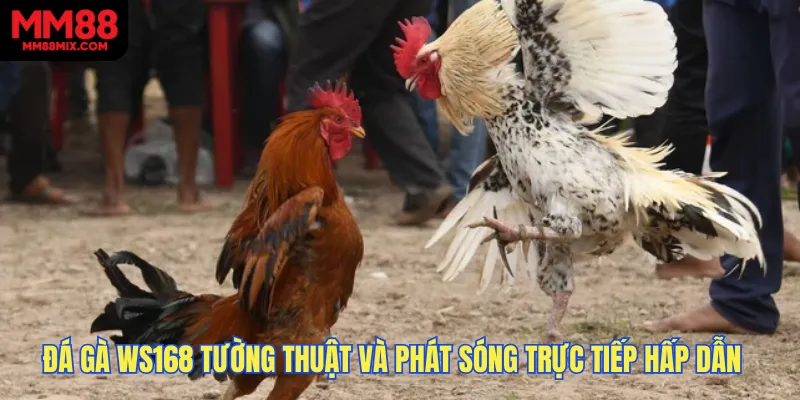 Ws168 đá gà tường thuật và phát sóng trực tiếp hấp dẫn