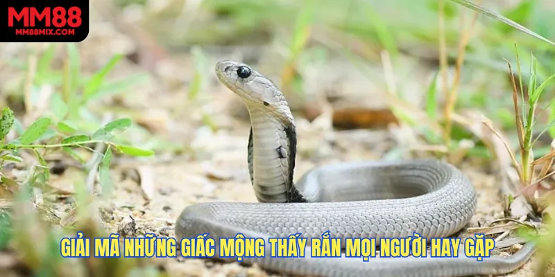 Giải mã những giấc mộng thấy rắn mọi người hay gặp