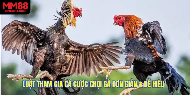 Luật tham gia cá cược chọi gà đơn giản & dễ hiểu