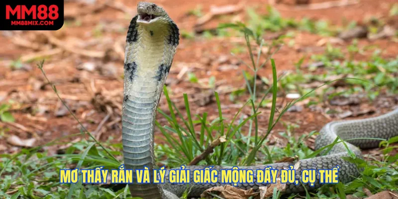 Mơ thấy rắn và lý giải giấc mộng đầy đủ, cụ thể