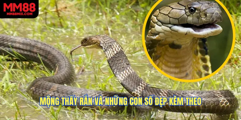 Mộng thấy rắn và những con số đẹp kèm theo
