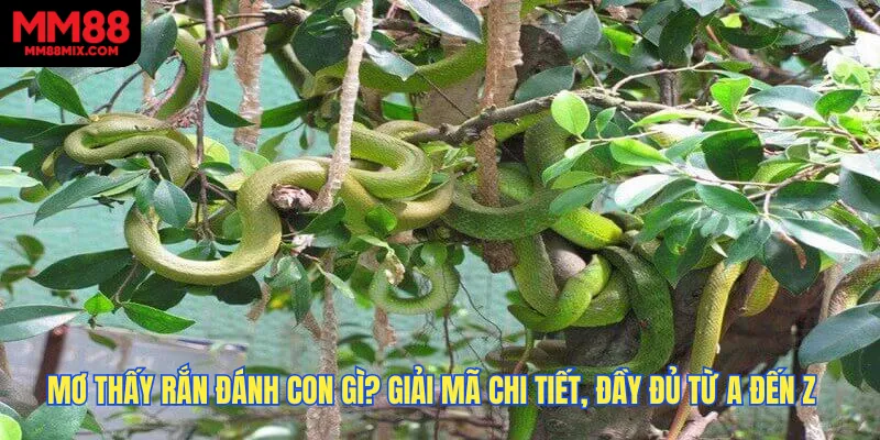 Mơ Thấy Rắn Đánh Con Gì? Giải Mã Chi Tiết, Đầy Đủ Từ A Đến Z