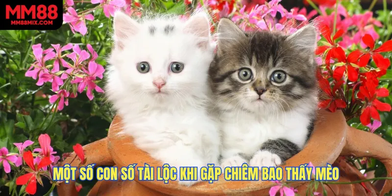 Một số con số tài lộc khi gặp chiêm bao thấy mèo