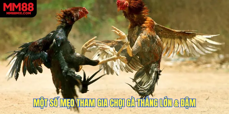 Một số mẹo tham gia chọi gà thắng lớn & đậm