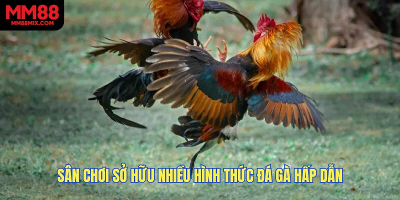 Sân chơi sở hữu nhiều hình thức đá gà hấp dẫn